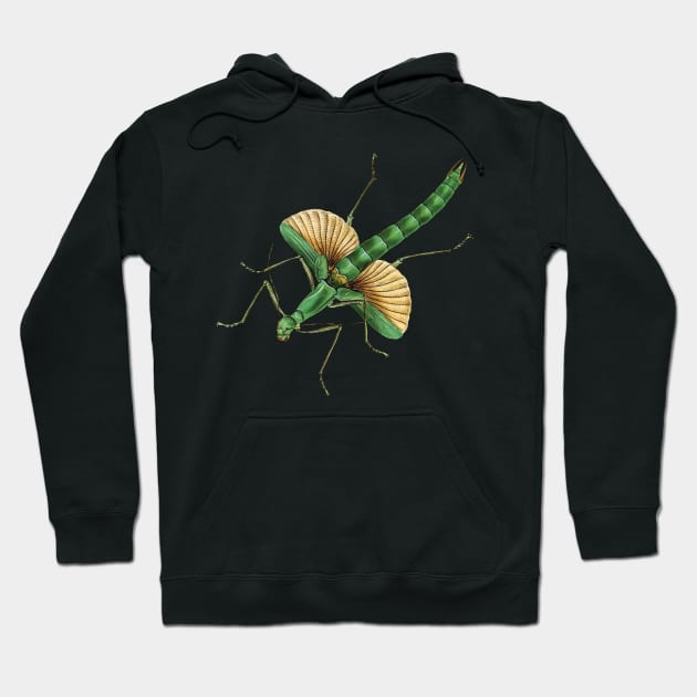 Platycrana viridana, a very green stick insect (green is "viridis" in Latin). Hoodie by Luggnagg